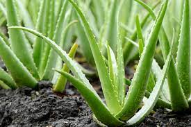 aloe vera for redness Nature Republic Soothing & Moisture Aloe Vera Soothing Gel
